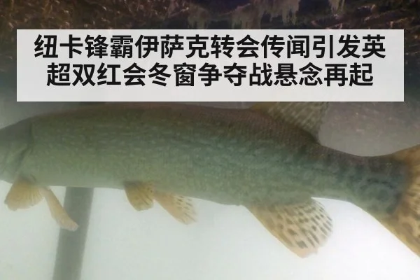 纽卡锋霸伊萨克转会传闻引发英超双红会冬窗争夺战悬念再起